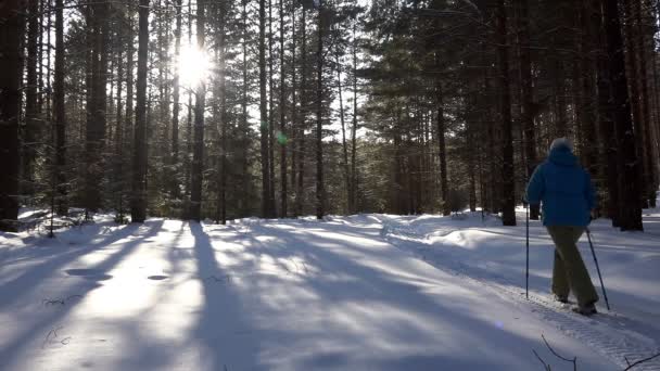 Nordic Walking, kadın atlet, kış iğne yapraklı orman — Stok video