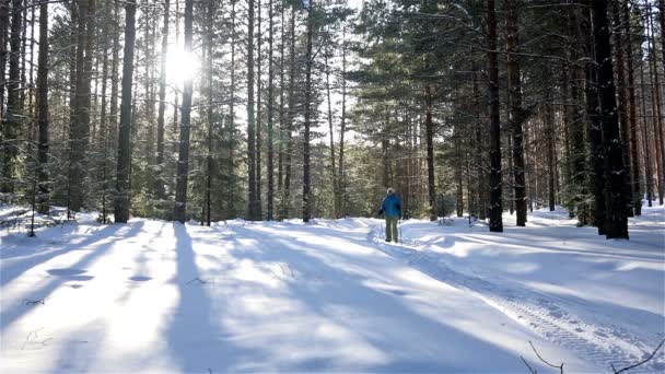 Caminhada Nórdica, Mulher Atleta, Floresta de Coníferas de Inverno — Vídeo de Stock