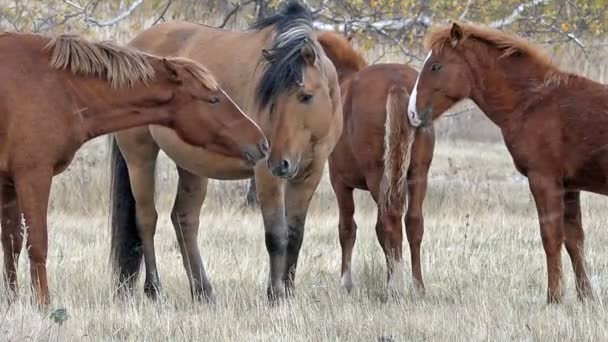 Cavalos, Pastagem, Outono, Montanhas, Cachoeira — Vídeo de Stock