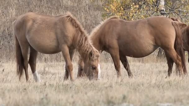 Horses, Pasture,autumn , Mountains, Snowfall — Stock Video