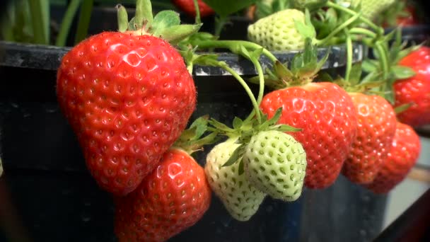 Contenedores de maduración de fresas bayas — Vídeo de stock