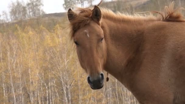 1 頭の馬、肖像画、秋、オープン牧草地、山 — ストック動画