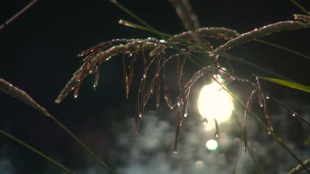 Gräset droppar floden sken solen på vattnet — Stockvideo