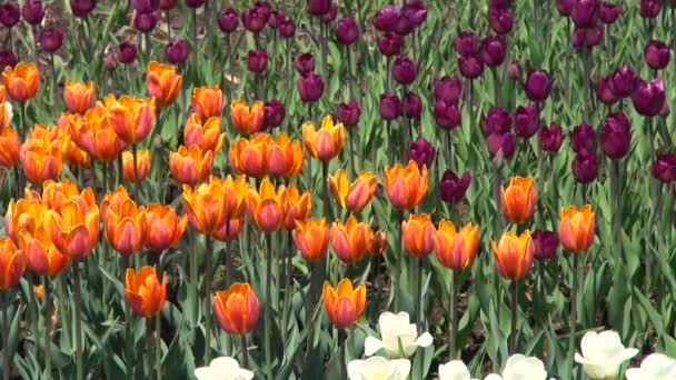 Tulipaner af forskellige farver på et blomsterbed – Stock-video