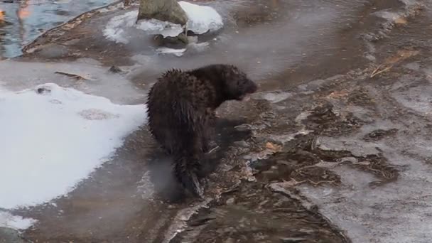 Nerzjagd auf Fische im Winterbach — Stockvideo