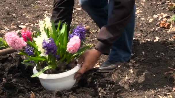 Planting Hyacinths Blooming in Flower Bed — Stock Video