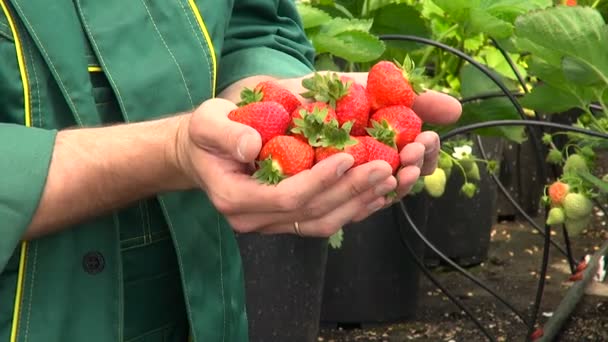 Φράουλα μούρα σε παλάμες γεωπόνος — Αρχείο Βίντεο