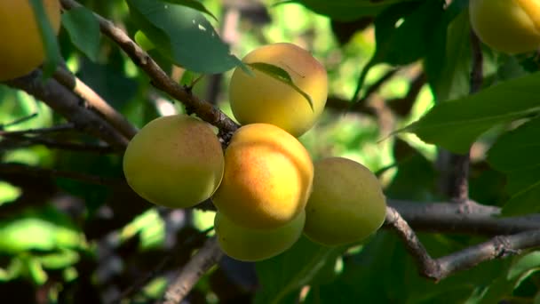 Fruits Are Red-Yellow Tree Branch — Stock Video