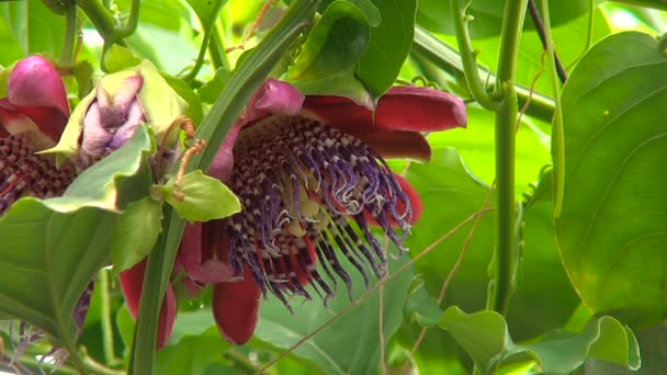 Flor de Fruta de la Pasión en el Invernadero, Acercamiento — Vídeos de Stock