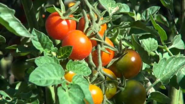 Ramas de Tomates Madurando Frutas, Grandes, Día Soleado, Verano — Vídeo de stock