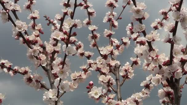 Albaricoque Floreciente, Primavera, Día Soleado — Vídeos de Stock