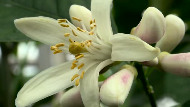 Λεμόνι λουλούδι, μακροεντολή — Αρχείο Βίντεο