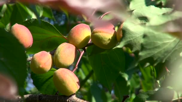 Fruits sont branche d'arbre rouge-jaune — Video