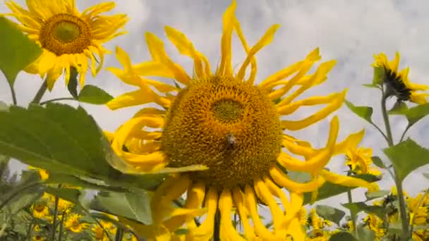 Большой красивый цветок подсолнуха на фоне неба — стоковое видео
