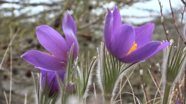 Blue Spring Snowdrops, Snowdrops — Stock Video