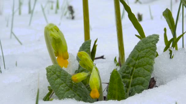 Žlutý Petrklíč květiny pod sněhem v lese — Stock video