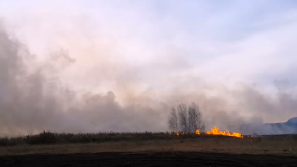 Fogo na estepe Queimaduras de fogo de grama — Vídeo de Stock