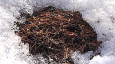 Karınca yuvası bahar yama karda çözdürülen