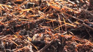 Karınca yuvası bahar yama karda çözdürülen