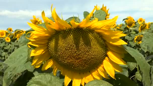 Grande belle fleur d'un tournesol 