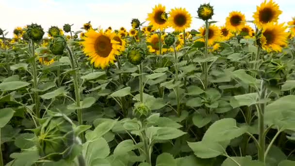 Zonnebloemen bloei, grote veld — Stockvideo