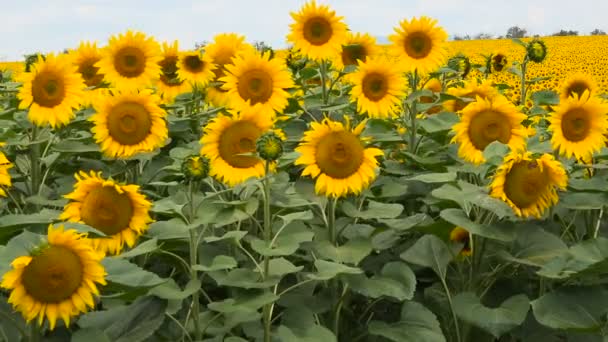 Girasoles floreciendo, campo grande — Vídeos de Stock