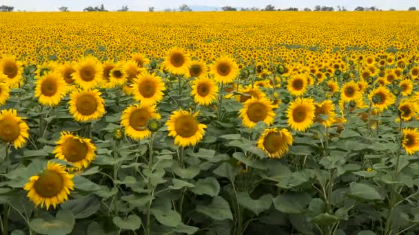 Girasoles floreciendo, campo grande — Vídeo de stock