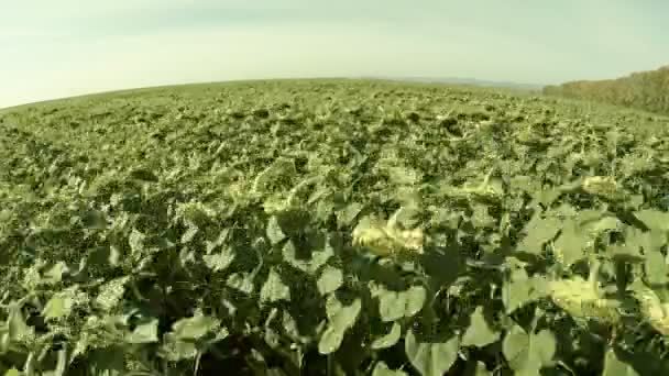Sunflower Ripened. Flying Over the Field is Low. — Stock Video