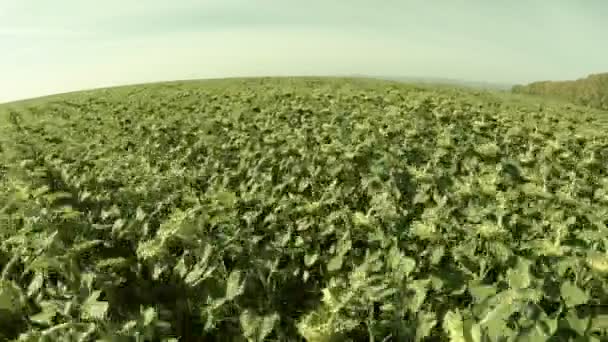 Sunflower Ripened. Flying Over the Field is Low. — Stock Video