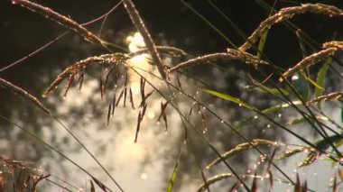 Wild Grass in Dew, Summer Early Morning Background River