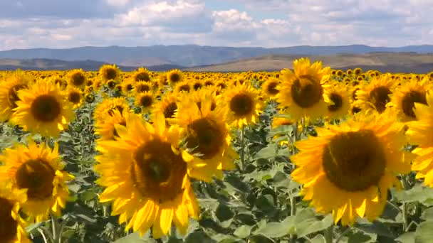 Veld van bloeiende zonnebloemen op een achtergrond van bergen. — Stockvideo