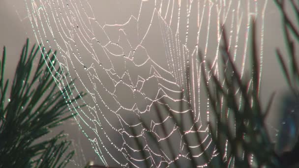 Web in Drops of Dew on the Pine Branches. Contra o pano de fundo do sol no nevoeiro . — Vídeo de Stock