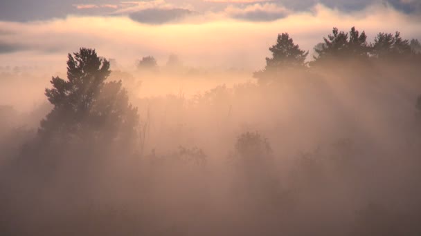 Los rayos del sol a través de la niebla en el bosque al amanecer — Vídeo de stock