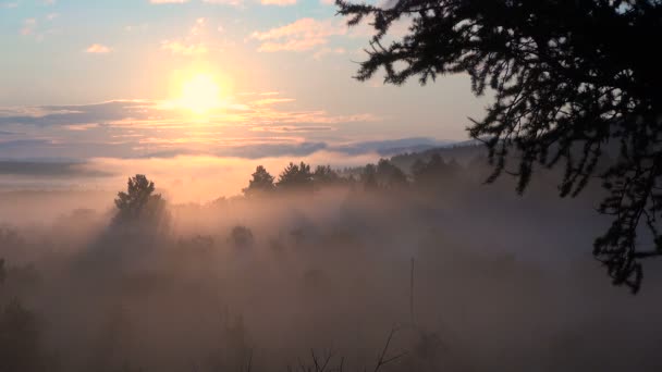 Amanecer sobre el bosque en la niebla. Verano . — Vídeos de Stock