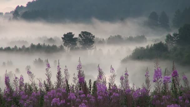 Зарості квітучої дрова тлі туману в лісі. Рожеве небо до світанку. — стокове відео