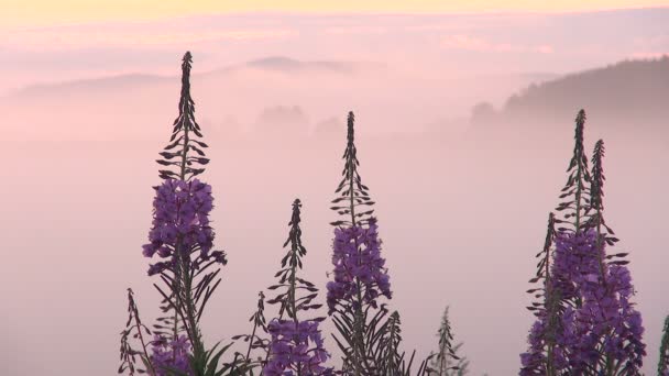 雾背景上的火草花。黎明前的粉红色天空. — 图库视频影像