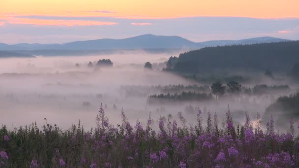 Fireweed BLOSSOMS na tle rzeki mgła doliny w lesie — Wideo stockowe