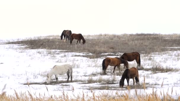 马匹在早春融化的雪中吃草 — 图库视频影像