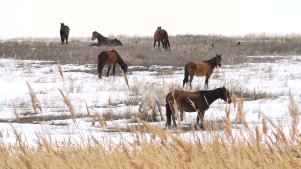 Les chevaux broutent au début du printemps parmi la neige dégelée — Video