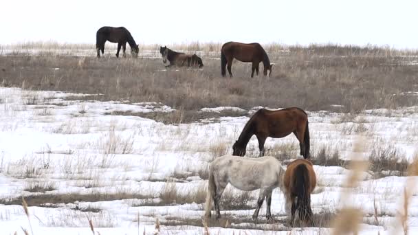 Les chevaux broutent au début du printemps parmi la neige dégelée — Video