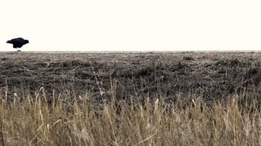 Siyah kuş çaylak bir ayak gider yolun kenarında