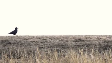 Siyah kuş çaylak bir ayak gider yol kenarında