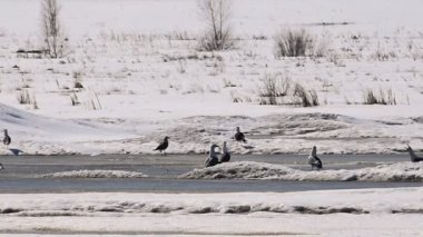 Donmuş göl üzerinde erken Bahar martılar