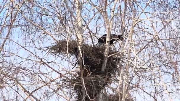 Pájaros torres negras construyen nidos, primer día soleado — Vídeo de stock