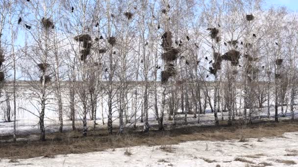 黒のミヤマガラスの鳥は木に巣を作る — ストック動画