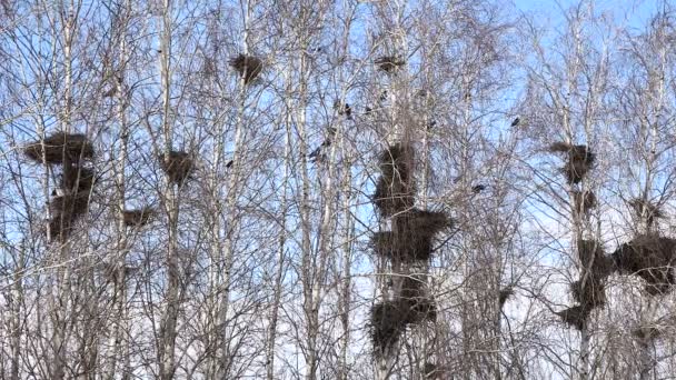 Black Rooks Birds constroem ninhos em árvores — Vídeo de Stock