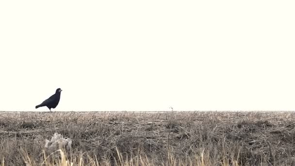 Black Bird Rook One Foot Goes on the Side of Road — Stock Video