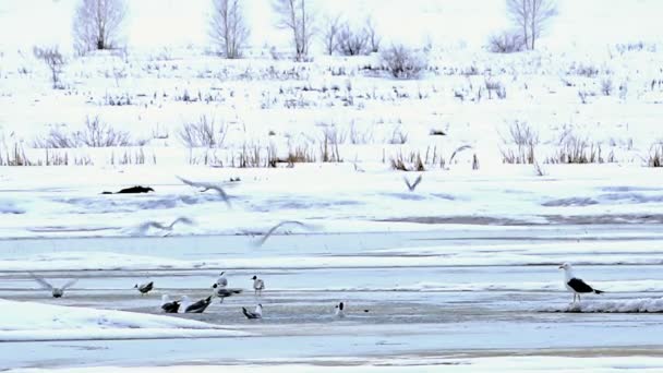 Gaviotas en la primavera temprana en el lago congelado — Vídeos de Stock