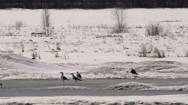 Gulls in the Early Spring on Frozen Lake — Videoclip de stoc