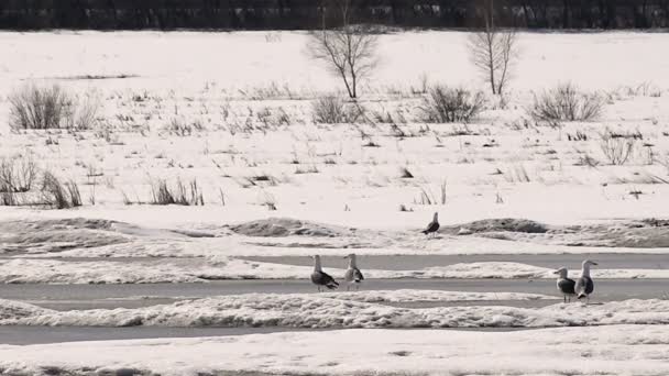 Gaviotas en la primavera temprana en el lago congelado — Vídeos de Stock